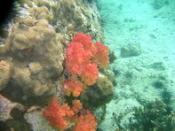 ปะการังอ่อนที่ เกาะหินซ้อน